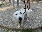 Adopt Sherlock a Terrier, Jack Russell Terrier