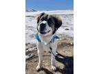 Adopt Hoss a Saint Bernard, Australian Shepherd