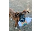 Adopt Neko a Pit Bull Terrier