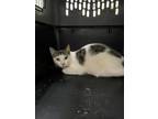 Adopt Cricket a Domestic Short Hair
