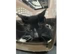 Adopt Leroy a Domestic Short Hair