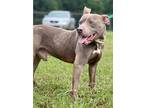 Adopt Bodie (23D-0089) a Pit Bull Terrier