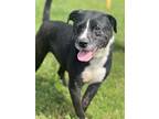 Adopt Happy (21D-0140) a Terrier