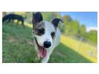Adopt KENNY (21D-0813) a Terrier