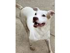 Adopt Monty (21D-0355) a Pit Bull Terrier