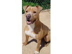 Adopt JACK (21D-0750) a Pit Bull Terrier