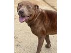 Adopt Kale 23D-0316 a Labrador Retriever
