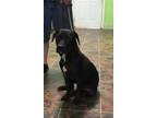 Adopt Stan (19D-0749) a Labrador Retriever