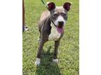 Adopt Spanky (21D-0584) a Pit Bull Terrier