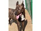 Adopt Thor (21D-0967) a Boxer, Labrador Retriever