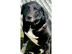 Adopt Mex (6150) a Shepherd