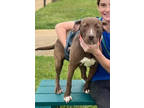 Adopt Rienzi 23D-0150 a Terrier, Labrador Retriever