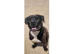 Adopt Boots (23D-0075) a American Staffordshire Terrier
