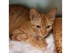 Adopt Starlord a Domestic Medium Hair