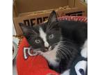 Adopt Poe Kitty a Domestic Short Hair