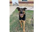 Adopt Elliot a Beauceron