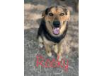 Adopt Rocky a German Shepherd Dog, Mixed Breed