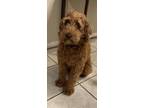 Adopt Louis a Goldendoodle
