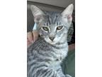 Adopt MJ a Tabby, Domestic Short Hair