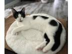 Adopt Ferdinand a Domestic Short Hair