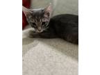 Adopt Biscuit a Domestic Short Hair