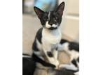 Adopt Lorax a Domestic Short Hair