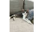 Adopt Tigger a Domestic Short Hair
