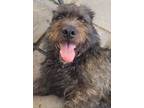 Adopt Smokey - So Ca a Schnauzer, Terrier
