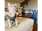 Adopt Cheese a Domestic Short Hair