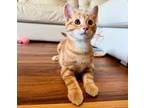 Adopt Mac a Domestic Short Hair