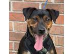 Adopt Shia a Mixed Breed