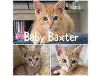 Adopt Baby Baxter a Domestic Short Hair