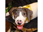 Adopt Geo LB a Catahoula Leopard Dog, Great Dane