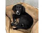 Adopt Mister a Black Labrador Retriever