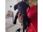 Adopt Hank a Mixed Breed