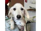 Adopt Chance a Black Labrador Retriever, Mixed Breed