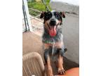 Adopt Georgie a Australian Cattle Dog / Blue Heeler