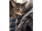 Adopt Bomi a Domestic Short Hair