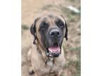 Adopt Max a Mastiff