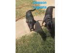 Adopt Dawson a Rottweiler