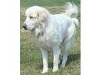 Adopt Mohawk a Great Pyrenees