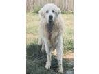 Adopt La Fortune a Great Pyrenees