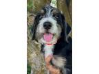 Adopt Linus a Wire Fox Terrier