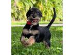 Adopt Snoopy a Schnauzer, Dachshund