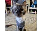 Adopt Loki a Siamese