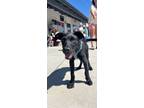 Adopt Malokilikili a Australian Cattle Dog / Blue Heeler