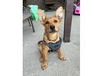 Adopt Toga a Australian Cattle Dog / Blue Heeler