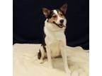 Adopt Kyle a Cattle Dog, Corgi