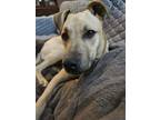 Adopt Chip a Shepherd, Pit Bull Terrier