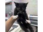 Adopt Midnight a Domestic Short Hair